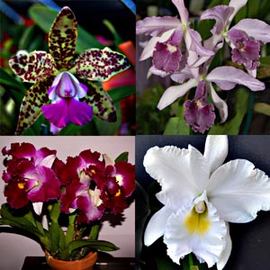 A SPECIAL Cattleya name tag missing 4\"